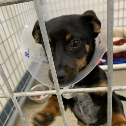 Emergency Shelter Support